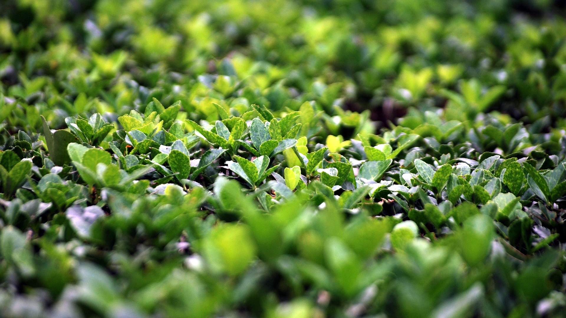 kdy-a-jak-strihat-buxus